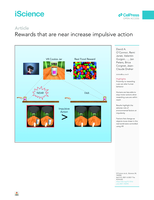 Rewards that are near increase impulsive action